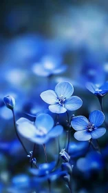 Blue flax flowers with white petals and buds in soft focus field.