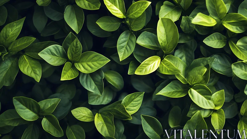 Lush green leaves offering a calm, soothing moment of nature.