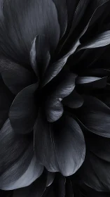 Dark Floral Bloom Captured in Dramatic Chiaroscuro Lighting
