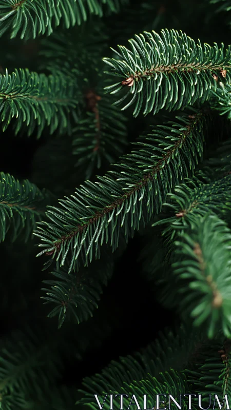 Evergreen fir needles in deep forest shadow closeup view.