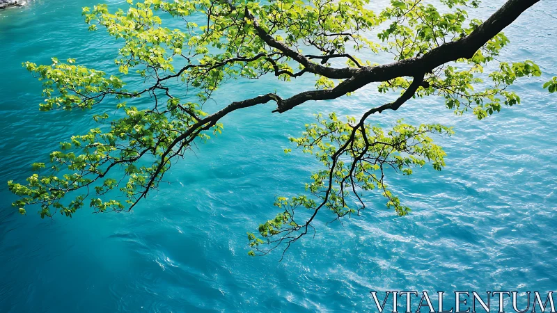 Sunlit Tree Branch Over Vibrant Blue Water in Nature Photography.