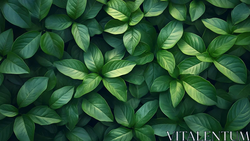 Dense basil leaves fill the frame in uniform overhead view