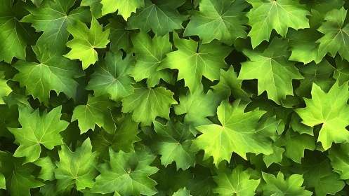 Green maple leaves form dense overlapping foliage pattern