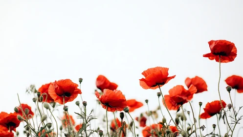 Red poppies photographed against overcast sky with natural depth.