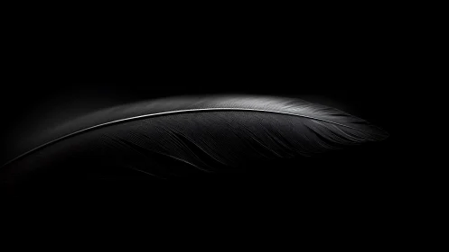 Quiet feather rests in soft light against deep darkness