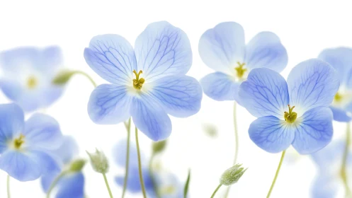 Delicate Blue Forget-Me-Nots with Golden Stamens in Soft Focus.
