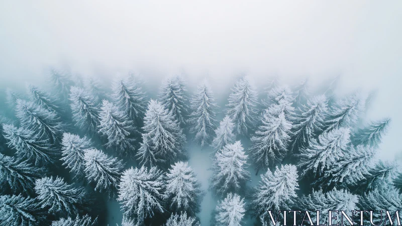 Snow dusted pines fade into soft winter mountain fog