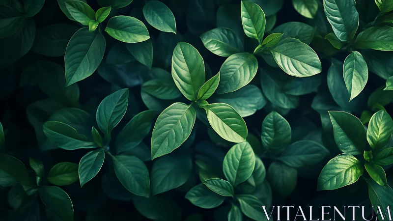 Glossy green leaves form dense overlapping foliage pattern