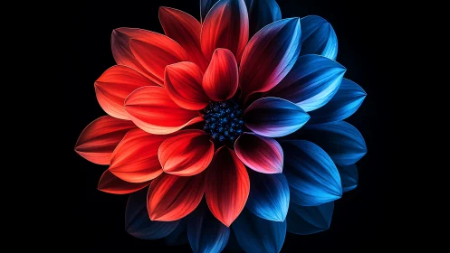 Neon Gradient Dahlia Against Darkness.