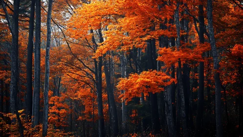 Fiery autumn forest canopy under moody, shadowed trunks.