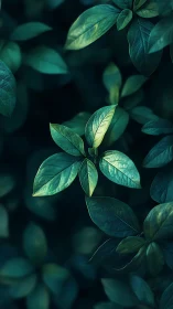 Gentle spotlight on tender green leaves in quiet shade.