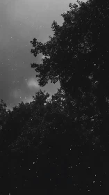 Monochrome treetops intercept slanting nocturnal rainfall
