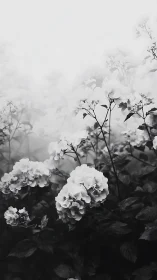 Monochrome Blooms in Soft Mist: An Ethereal Garden Dream.