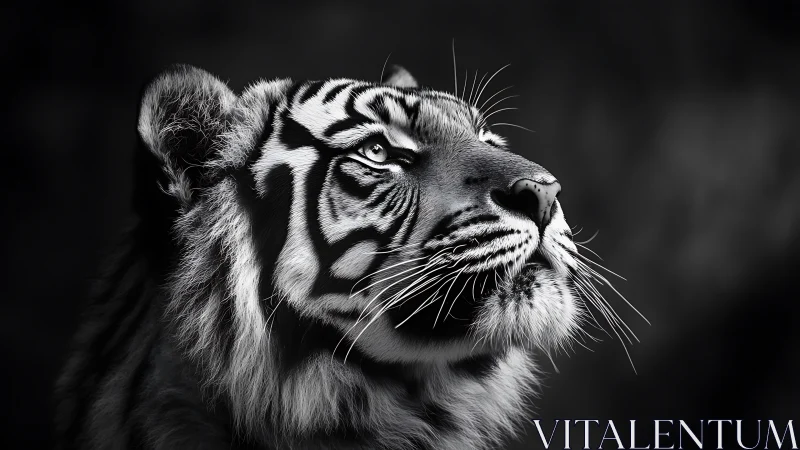 Monochrome tiger portrait isolates facial structure in high contrast