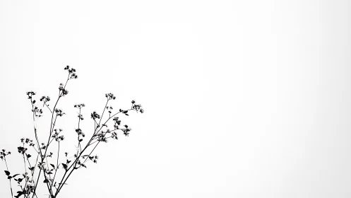 Minimalist black silhouette of wildflowers on white background.