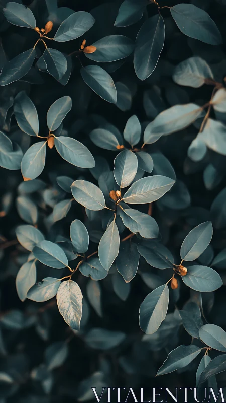 Moody teal foliage with golden buds in soft, dappled light.