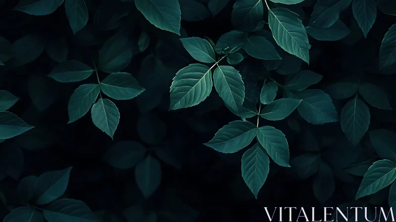 Moody teal leaves rest against deep shadowed background.