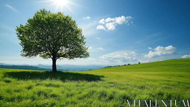 Lone green tree stands in rolling meadow beneath bright sun