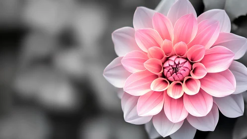 Pink Dahlia's Delicate Layers Unfold in Grace.