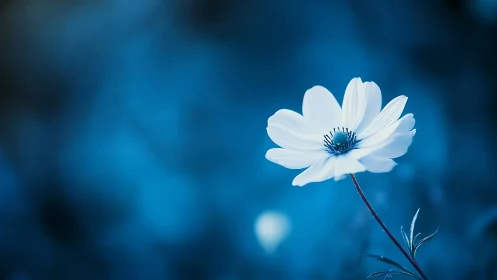 White flower with blue center against saturated blue background