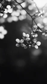 Delicate Blossoms in Monochrome Depth.