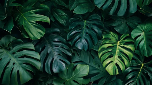 Tropical monstera leaves form dense overlapping jungle pattern
