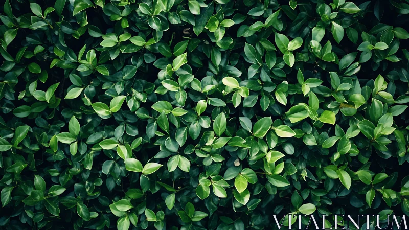 Photographic macro canopy of dense glossy hedge foliage.