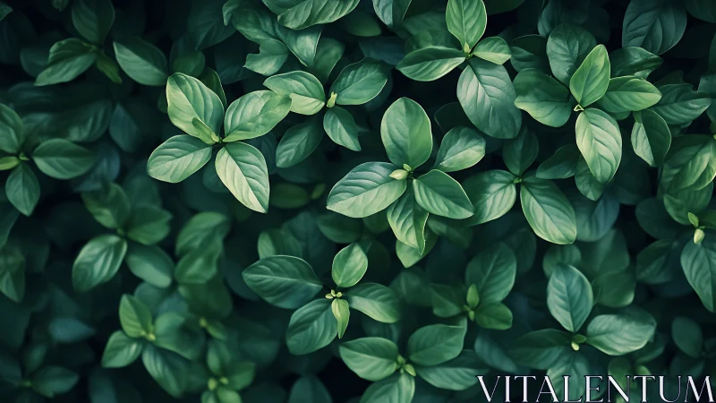 Dense cluster of glossy green leaves in soft light.