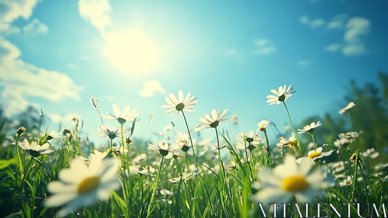 Low-angle view of blooming daisies under clear daylight sky.
