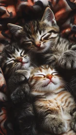 Three Tabby and Calico Kittens in Deep Slumber on Patterned Textile.