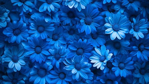 Densely Clustered Osteospermum Daisy Blossoms with Cerulean Pigmentation