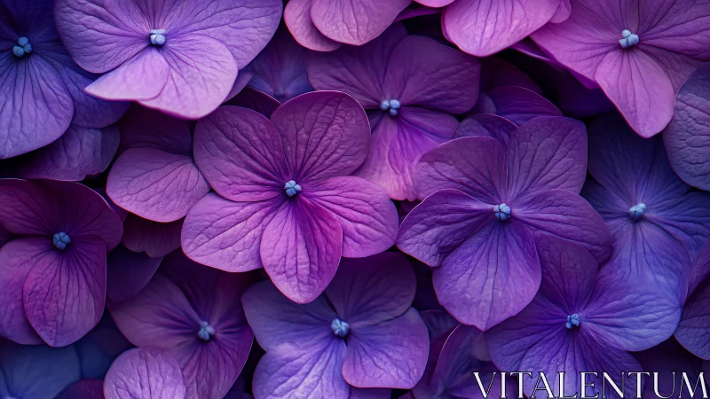 Purple Hydrangea Blooms Macro Detail Study