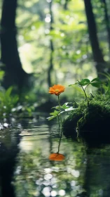 Orange wildflower rises from forest stream with soft reflection