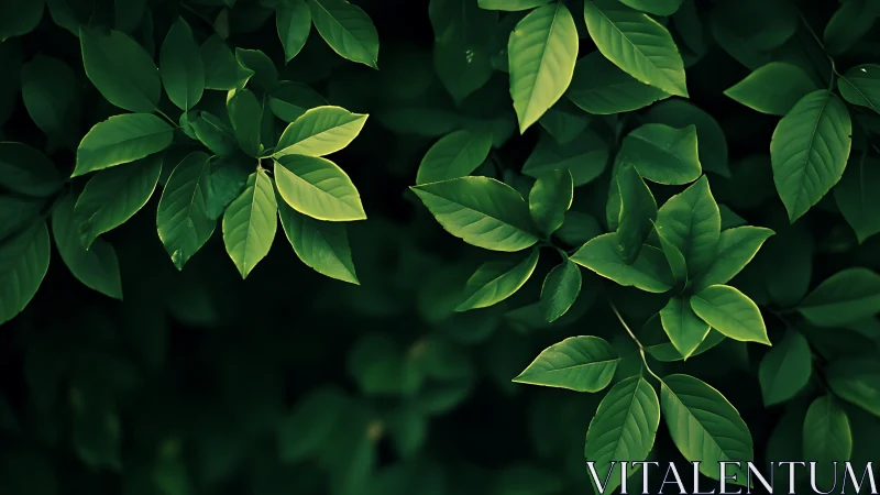 Lush emerald leaves in dramatic low key natural lighting.