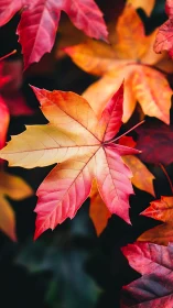 Autumn maple leaf glows with red and golden gradients.