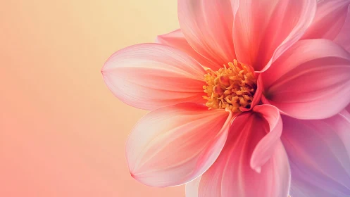 Pink Dahlia Rendered Against Peachy Gradient Backdrop with Central Composition