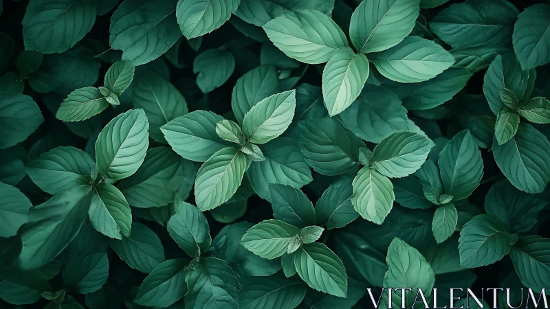 Emerald leaf chorus under soft forest-shadow hush.