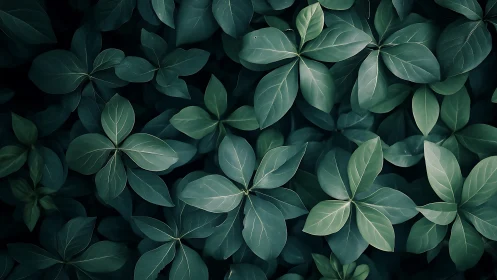Overhead study of glossy periwinkle foliage in cool chromatic tones
