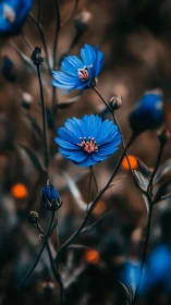 Delicate Blue Blossoms Dancing in Soft Light.