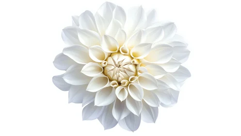 Ivory Dahlia Bloom with Layered Petals and Warm Cream Center.