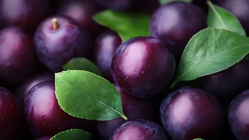 Plump purple plums nestled among glossy green leaves.