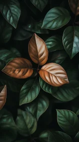 Central brown leaf cluster contrasts with surrounding green foliage