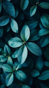 Close-up of blue-green leaves in soft natural light.
