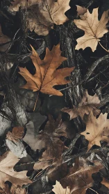 Dry oak leaves cover dark forest floor in muted autumn tones