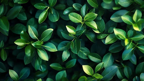 Gentle green leaves glowing softly in calm evening light.