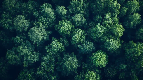 Emerald Canopy Perspective: Verdant Forest Tapestry from Above.