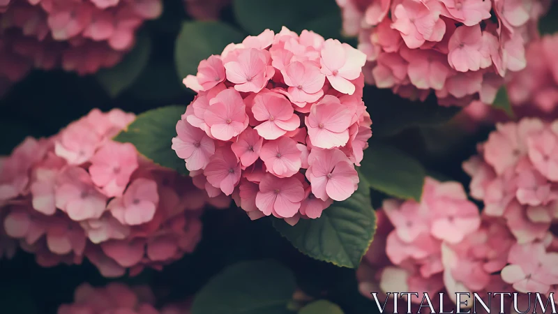 Pink hydrangea cluster in sharp focus with soft bokeh background.