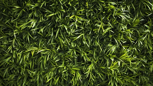 Dense overhead view of layered green grass foliage texture.