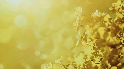 Backlit yellow blossoms in shallow-depth optical bokeh field.