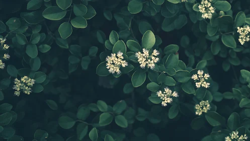 Soft white blossoms nested in deep green foliage frame.